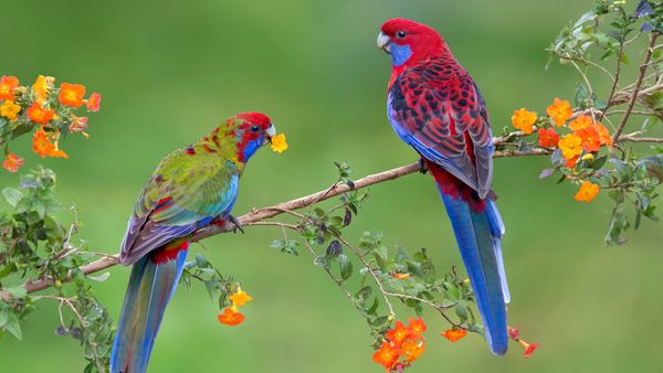 Crimson rosella with juvenile, Victoria, Australia