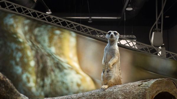 A meerkat in its natural environment