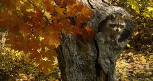 蒙大拿州的森林中，一只筑巢的浣熊 (© Framepool) &copy; (Bing China)