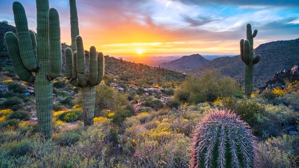 Saguaro cacti near Windgate Pass, McDowell Range, Arizona, United States