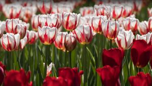 Tulip festival Ottawa Canada (© Jean-Claude Caprara/iStock/Getty Images Plus)(Bing Canada)