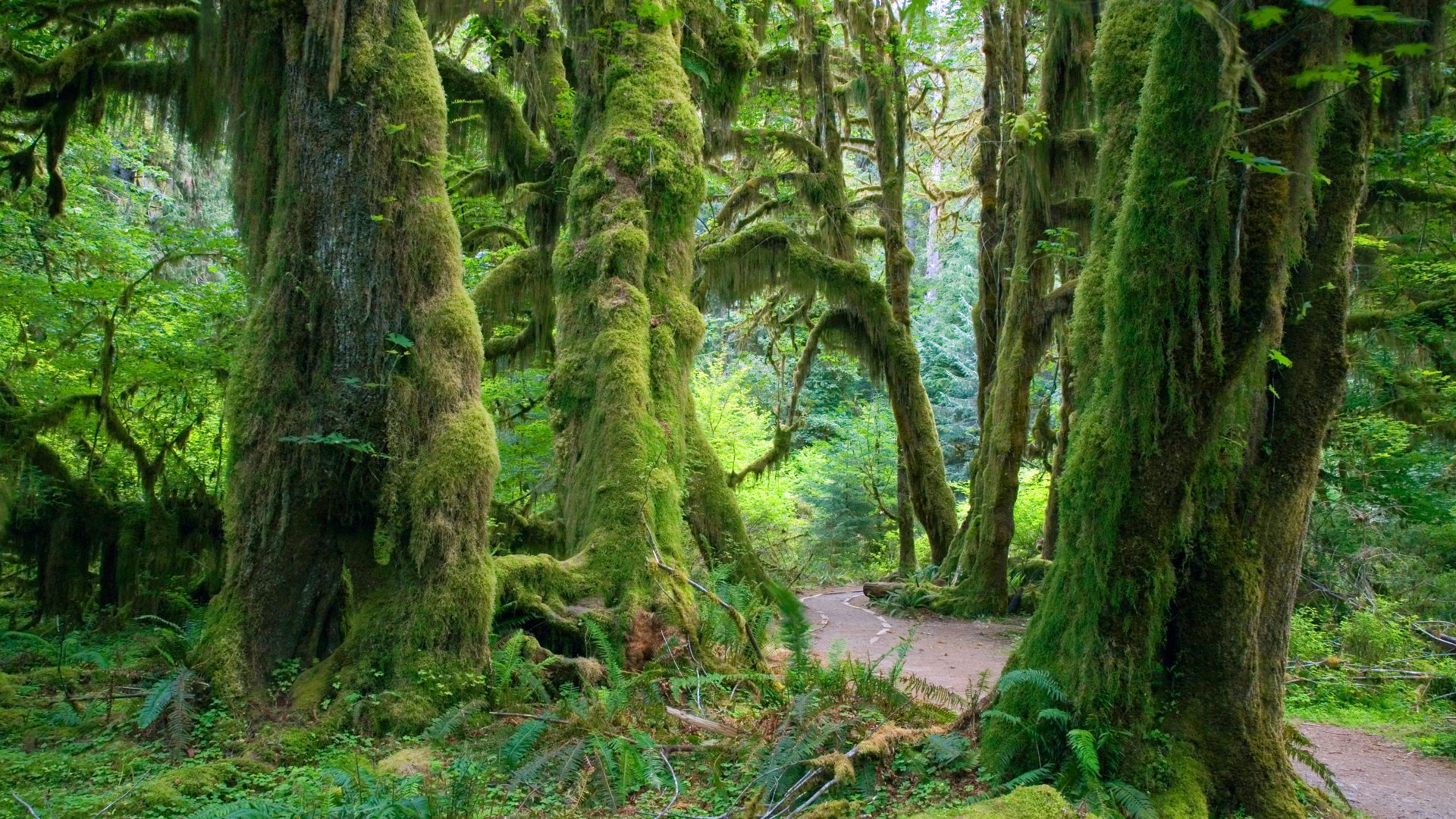 Sentiero Hall of Mosses nella foresta pluviale di Hoh, Parco Nazionale Olimpico, Washington