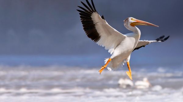 American white pelican in flight, Red River, Lockport, Manitoba, Canada