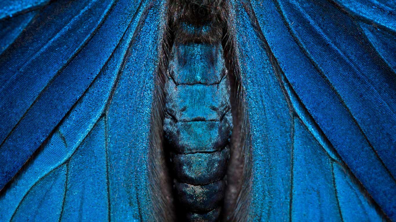 Detail of a painted beauty butterfly, Yasuni National Park, Amazon, Ecuador