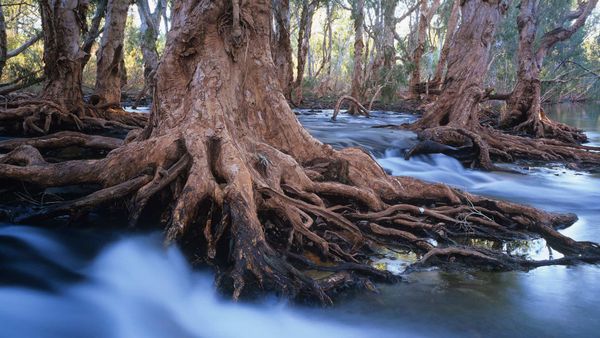 Melaleuca trees in a stream after cyclonic rainfall, Western Australia