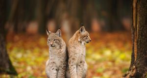 Zwei Luchse im Nationalpark Bayerischer Wald – David & Micha Sheldon/F1 Online/Photolibrary &copy; (Bing Germany)