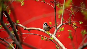 2009年4月3日北京，朱红墙旁的鸟儿正在享受美好的天气 (© ADRIAN BRADSHAW/EPA/Corbis)(Bing China)