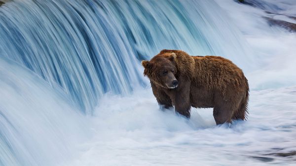 Brown bear in the Brooks River, Katmai National Park, Alaska