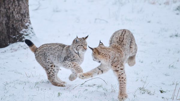 Eurasische Luchse beim Spielen im Schnee im Wald, Bayern