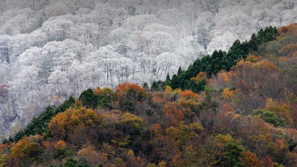 ｢雪と紅葉｣徳島