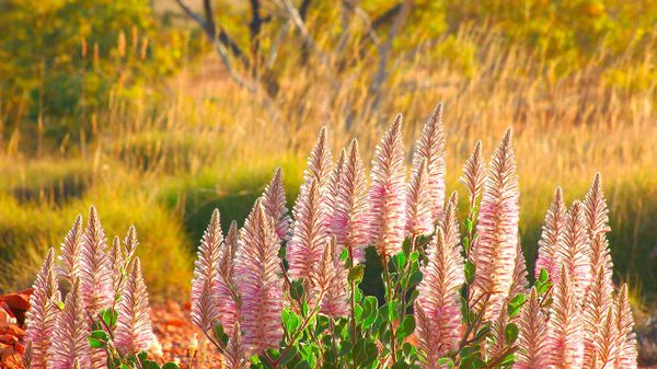 Pink mulla mulla on a stony plain, Cravens Peak Station, Australia