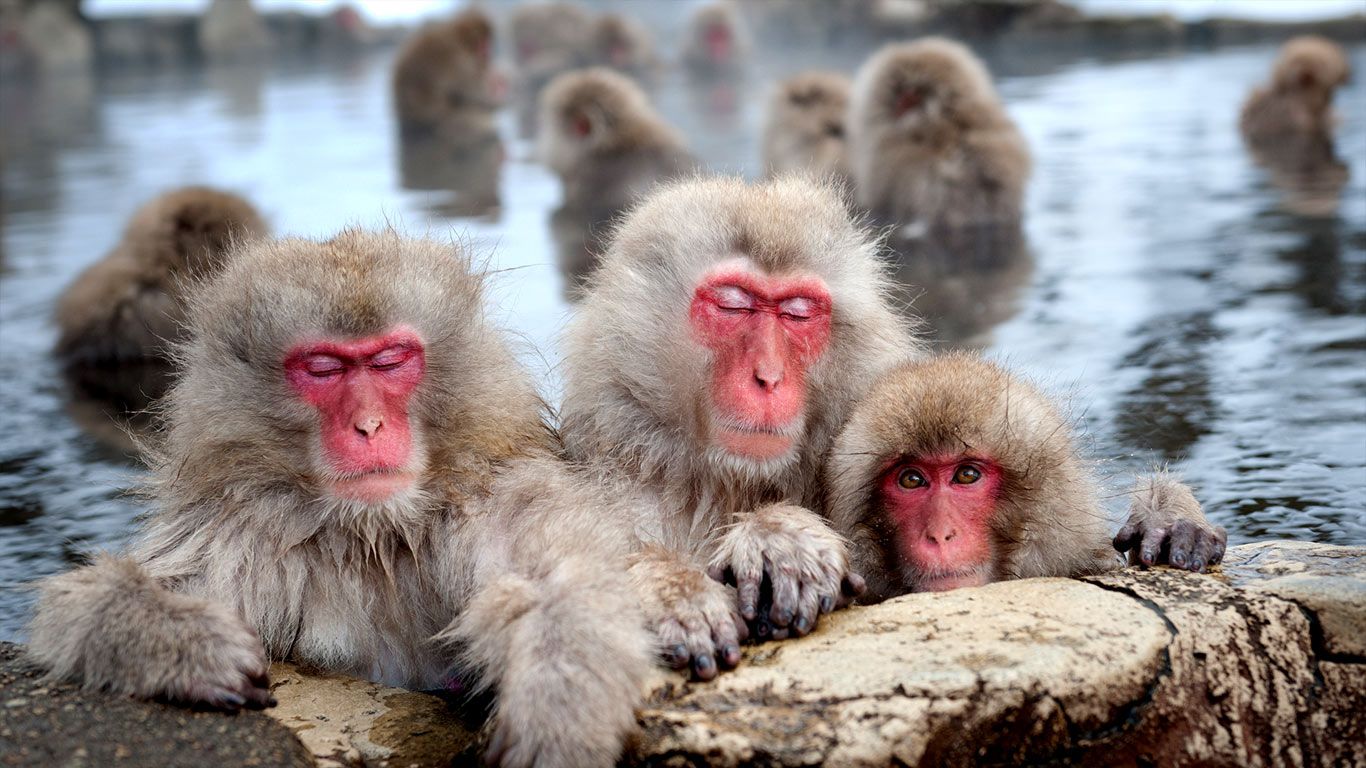 Snow monkeys (Japanese macaques), Nagano, Japan