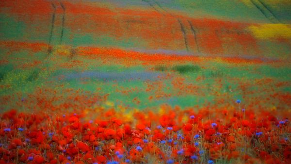 Blühender Mohn und Kornblumen in einem Rapsfeld, Penzlin