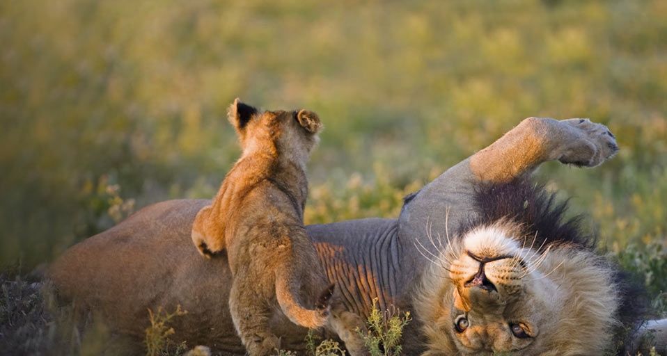 Adult male lion and cub, Bostwana, Africa