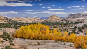 大阶梯埃斯卡兰特国家纪念区中的棉白杨树，犹他州，美国 (© Jeff Foott/Minden Pictures)(Bing China)