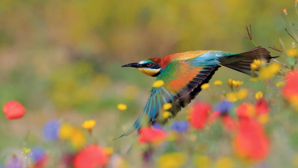 European bee-eater in Sierra de Grazalema Natural Park, Cádiz, Spain