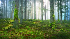 Forêt de pins, Alsace, Grand Est (© alekseystemmer/Getty Images)(Bing France)