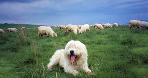 Chien de berger gardant des moutons dans les montagnes Tatras, Pologne (© Henryk T. Kaiser/Age Fotostock/Photolibrary) &copy; (Bing France)