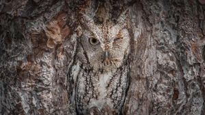 An eastern screech owl in the Okefenokee National Wildlife Refuge, Georgia, USA (© Media Drum World/Aurora Photos)(Bing United Kingdom)