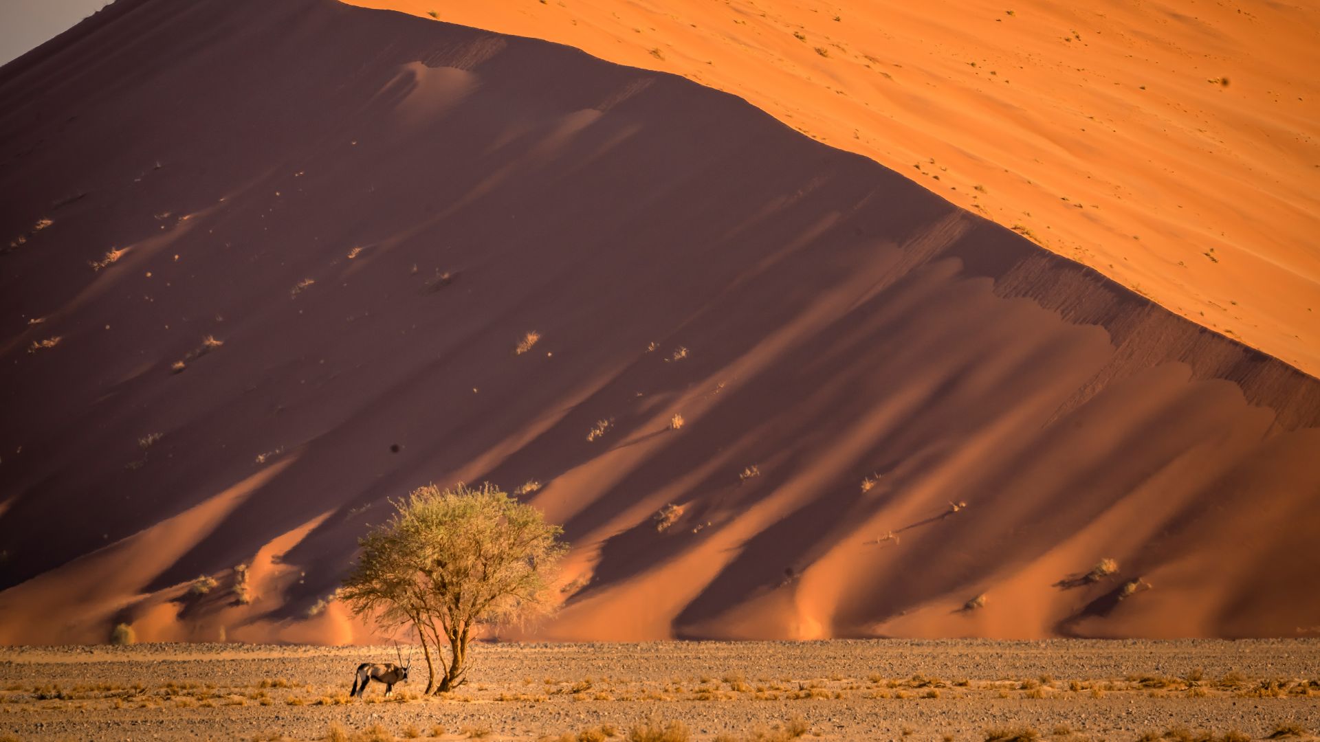 Dune di sabbia di Sossusvlei, deserto del Namib, Namibia