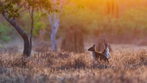 Wallabys bei Sonnenaufgang, Adelaide River, Nordterritorium, Australien (© Jeremy Woodhouse/Getty Images)(Bing Deutschland)