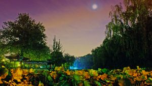 北京清华大学校内的近春园 (© Yu Cui/Tsinghua University)(Bing China)