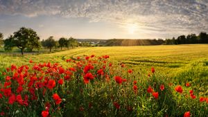 Mohnfelder, Adelschlag, Bayern (© Michael Rucker/Getty Images)(Bing Deutschland)