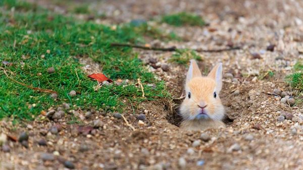 Baby feral domestic rabbit, Ōkunoshima Island (aka Rabbit Island), Hiroshima, Japan