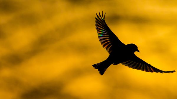 A greenfinch flying at dawn in Monmouthshire, Wales