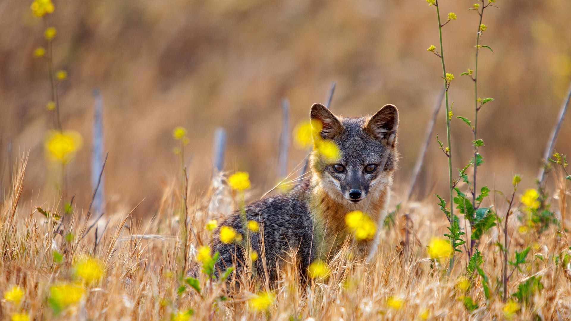 Island fox on Santa Cruz Island, Channel Islands National Park, California