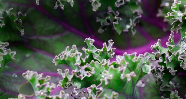 CurlyKale