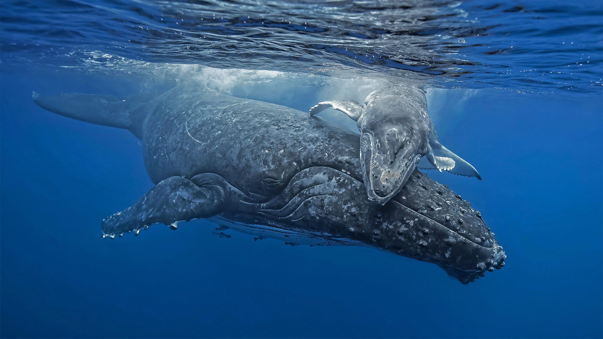 Young humpback whale giving its mother a hug off the coast of Tonga