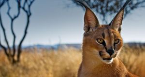 Young caracal in a wildlife sanctuary near Windhoek, Namibia (© Ignacio Palacios/Lonely Planet) &copy; (Bing United Kingdom)