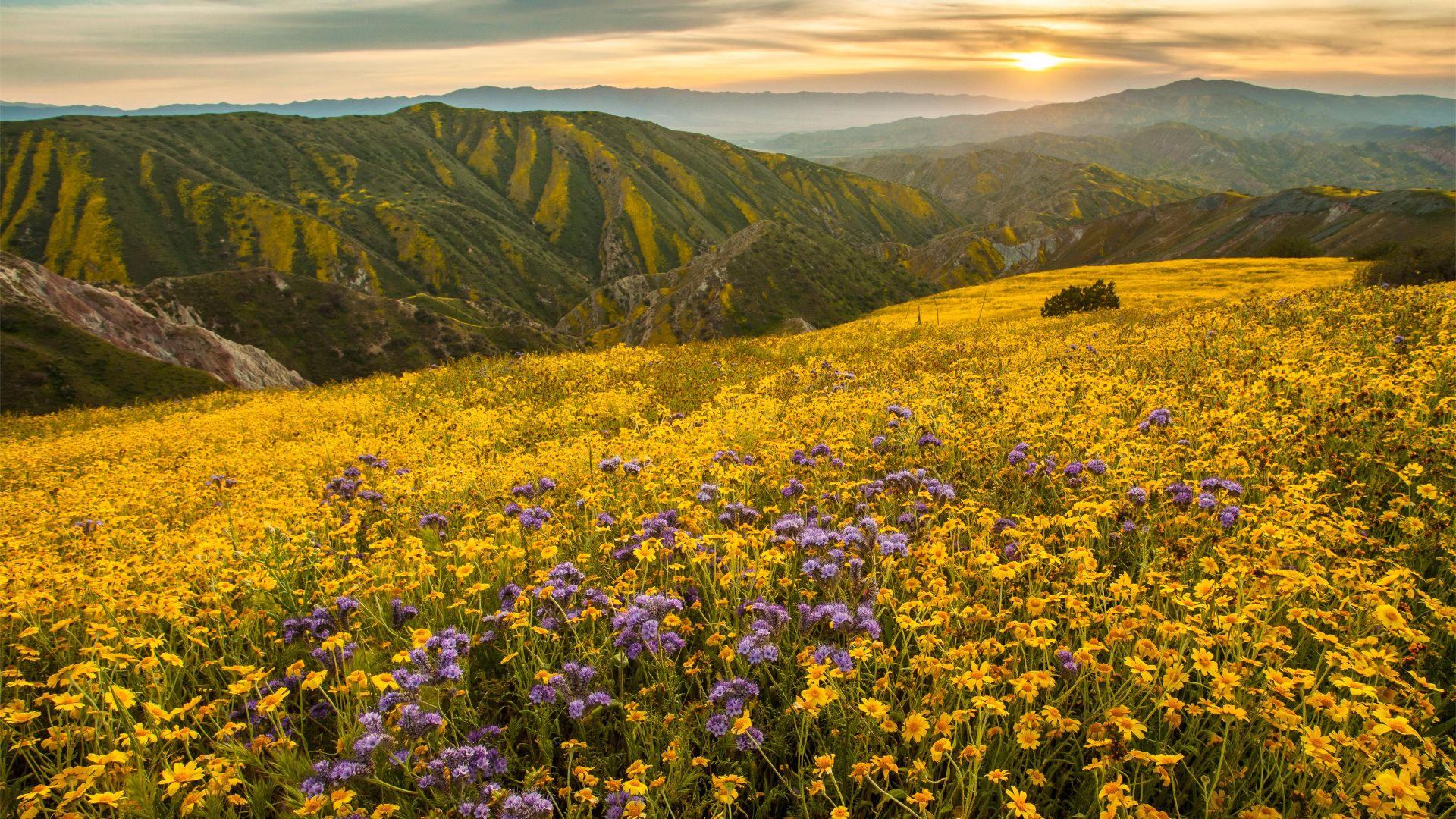 Superbloom in Carrizo Plain National Monument, California, United States