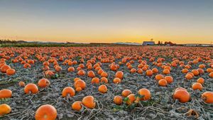 A pumpkin patch in British Columbia, Canada (© James Chen/Shutterstock)(Bing Australia)