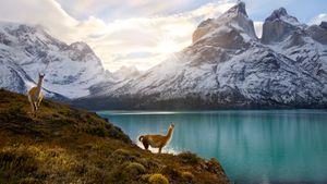 Two guanacos, Torres del Paine National Park, Chile (© Floris van Breugel/NPL/Minden Pictures)(Bing United Kingdom)