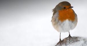 Robin (Erithacus rubecula) in snow, Scotland - Keith Ringland/Oxford Scientific (OSF)/Photolibrary &copy; (Bing United Kingdom)
