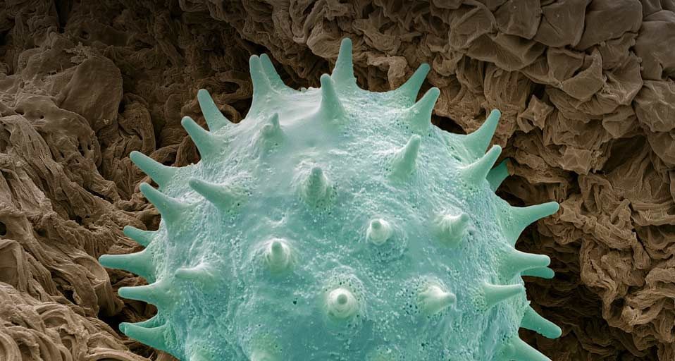 Pollen