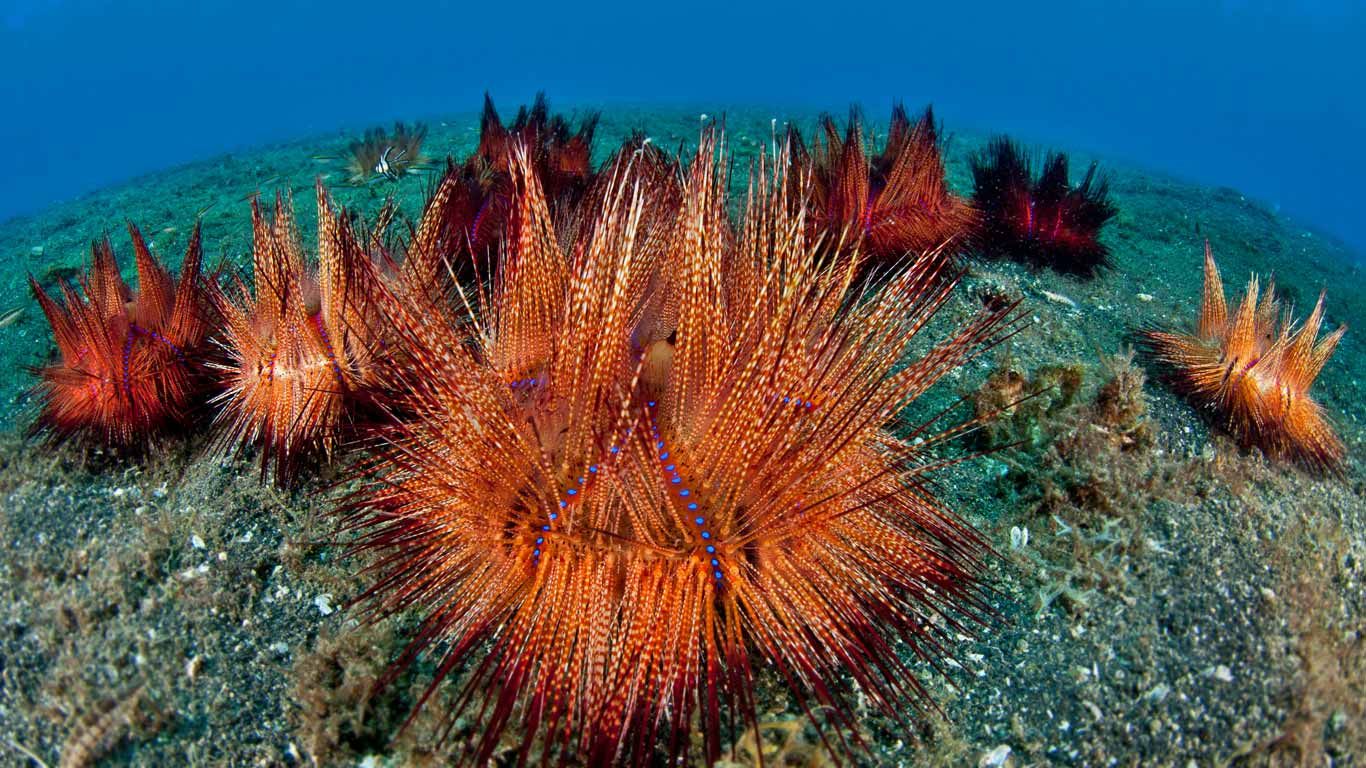 Fire urchins (aka red urchins) in Lembeh Strait, North Sulawesi, Indonesia