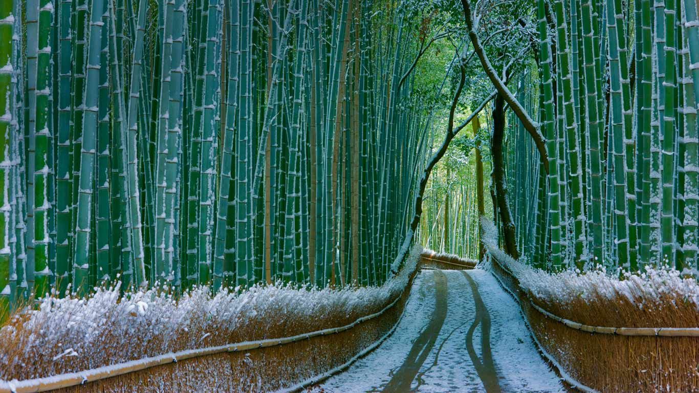 Sagano bamboo forest, Arashiyama, Kyoto, Japan