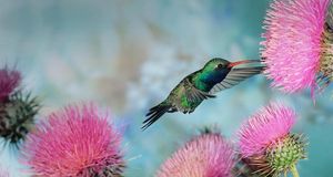 花丛中的雄性蜂鸟 (© Joe McDonald/CORBIS) &copy; (Bing China)