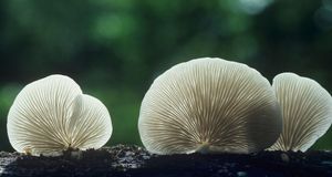 Flat crepe mushrooms (Crepidotus applanatus) -- Dick Poe/Visuals Unlimited, Inc. &copy; (Bing United States)