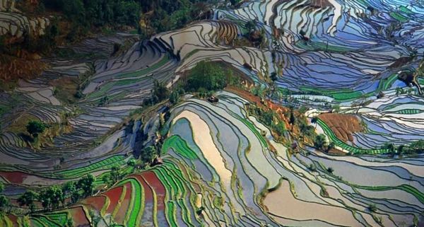 Aerial view of rice fields in Yunnan Province, China