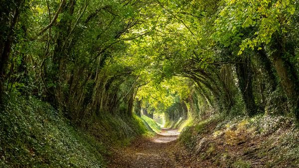 Halnaker tree tunnel near Chichester, West Sussex