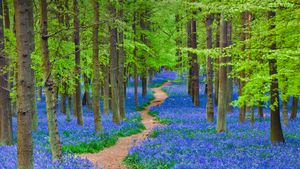 A path winding through a forest carpeted with bluebells in Hertfordshire, England (© JayKay57/Getty Images)(Bing United States)