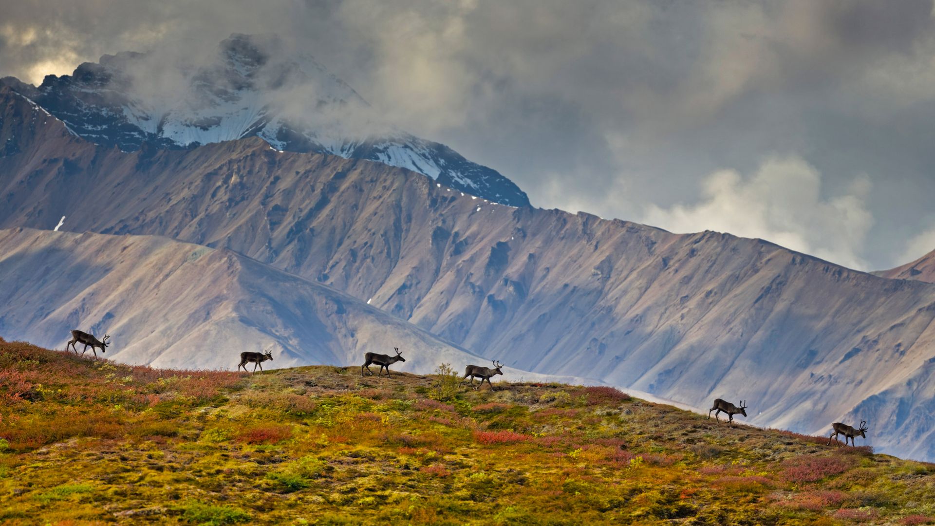 Barren-ground caribou in Denali National Park and Preserve, Alaska, USA