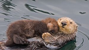 Sea otter mother and pup, Monterey Bay, California, USA (© Suzi Eszterhas/Minden Pictures)(Bing New Zealand)