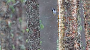 一只经受暴风雨的冠山雀，苏格兰 (© Ben Hall/Minden Pictures)(Bing China)
