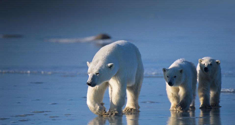 Zwei junge Eisbären trotten neben ihrer Mutter her, Kanada