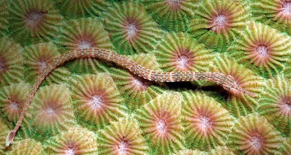 OrangePipefish